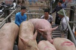 Giá heo hơi hôm nay 26/9: Đi ngang tại nhiều nơi, cao nhất 63.000 đồng/kg