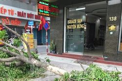 Hà Nội sẽ thay thế cây xanh không đạt thẩm mỹ, cong, nghiêng