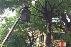 Kinh tế Nông nghiệp - Nông thôn Cắt tỉa hơn 800 cây xanh để ứng phó với bão Noru
