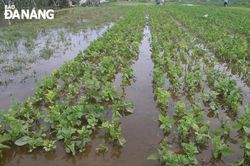 Vùng rau ngập nước sau bão