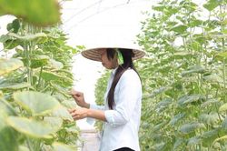 Lan tỏa nông nghiệp hữu cơ