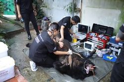 Tổ chức động vật châu Á cứu hộ gấu nuôi nhốt tại Phúc Lợi, Long Biên