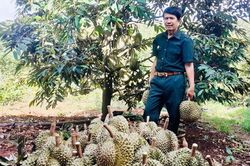 Cựu chiến binh ở Ia Grai trồng cây ăn quả 'hái' ra tiền