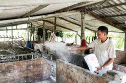 Nỗ lực dập dịch tả heo châu Phi tại Ia Rsươm