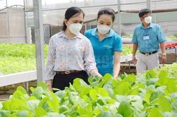 Lỏng lẻo quy trình quản lý nông sản ra thị trường