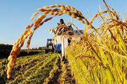 GDP nông nghiệp quý III tăng khá dù gặp nhiều khó khăn