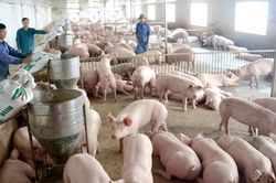 Giá lợn hơi đã giảm khoảng 10.000 đồng/kg
