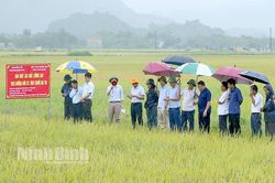 Đánh giá kết quả sản xuất lúa chất lượng cao theo hướng hữu cơ và chuỗi giá trị