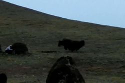 Bò hoang truy đuổi, người chăn gia súc chạy lòng vòng lẩn trốn