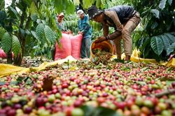 Giá cà phê trong nước tiếp tục giảm