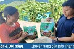 Để lúa nếp Cay Nọi trở thành cây trồng chủ lực