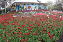 Hình ảnh lộng lẫy Lễ hội hoa mùa Xuân Floriade năm 2022 ở Australia