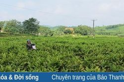 Cây 'thoát nghèo' trên đất Cán Khê