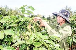 Lạc quan trước vụ thu hoạch cà phê được mùa, được giá