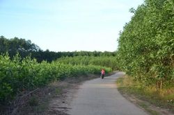 Kinh tế Nông nghiệp - Nông thôn Phạt hành chính 60 triệu đồng vì khai thác rừng phòng hộ trái phép