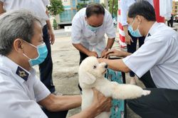 Bệnh dại bùng phát tại tỉnh Bến Tre, số ca tử vong đứng đầu cả nước