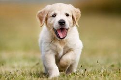 Phòng ngừa lây nhiễm bệnh đậu mùa khỉ ở động vật