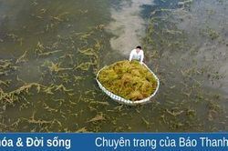 Nông dân Nông Cống bì bõm gặt lúa ngập sâu trong nước lũ
