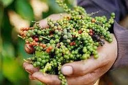 Giá hồ tiêu ở Tây Nguyên tiếp tục giảm