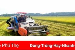 Sáng lúa vụ Mùa, chiều cây vụ Đông