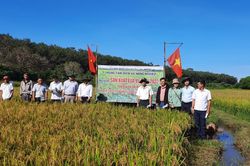 Chư Prông tổng kết mô hình sản xuất lúa nước vụ mùa