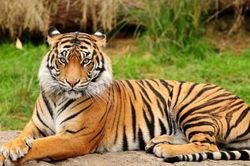 Trung Quốc mở lớp nuôi dạy... hổ con