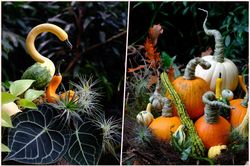Đua nhau săn lùng bí ngô tí hon đột biến chơi Halloween