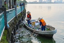 Cá chết hàng loạt nổi trắng Hồ Tây, bốc mùi hôi thối