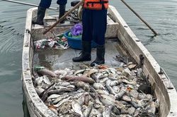 Cá hồ Tây tiếp tục chết, vớt xong lại nổi