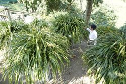 Hiệu quả đầu tư sản xuất nông nghiệp từ nguồn vốn ủy thác của địa phương