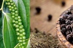 Giá tiêu hôm nay (7/10) đi ngang, chỉ giảm nhẹ tại Bình Phước