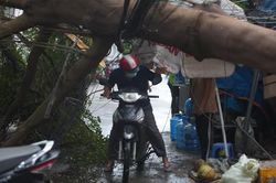 TPHCM: Cây xanh bị gió quật ngã đổ ra đường, không xảy ra thương vong