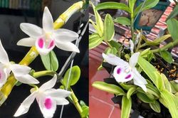 Trước khi hết thời 50.000 'vẫn ế', lan đột biến đắt cỡ nào?