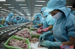 Trung Quốc, Mỹ mạnh tay mua vào, xuất khẩu cá tra thu tiền nhiều chưa từng có