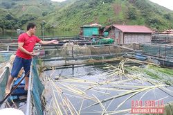 Mô hình kinh tế tổng hợp cho thu nhập 500 triệu đồng