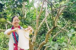 Đời sống Đời sống Lên rẫy khi mùa cam vừa chín