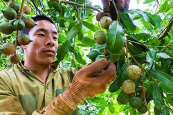 Đắk Lắk phát triển vùng nguyên liệu mắc ca đạt 4.000 ha