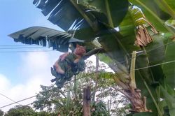 Những màn 'tấu hài' kỳ quặc của loài mèo khiến 'sen' hết hồn cười ngất