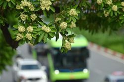 Hà Nội nồng nàn hương hoa sữa