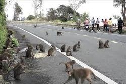 Phát hiện trăn gấm siết gục khỉ vàng trên núi Sơn Trà