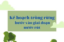 Kế hoạch trồng rừng bước vào giai đoạn nước rút