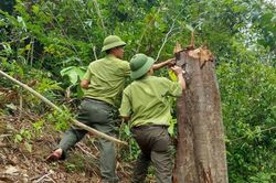 Cục Kiểm lâm yêu cầu xử nghiêm vụ phá rừng ở xã Cam Tuyền