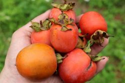 Hồng rẻ tranh thủ ăn, người đàn ông suýt chết vì...
