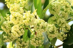 Ngửi nhiều hoa sữa sẽ ảnh hưởng xấu đến sức khỏe