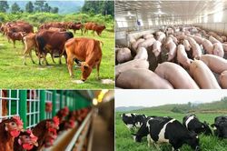 Hỗ trợ phát triển kinh tế trang trại: Cần hạn chế cơ chế 'xin - cho'