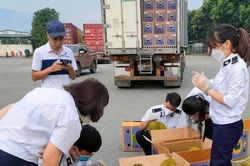 Xuất khẩu chính ngạch lô sầu riêng tươi qua cửa khẩu quốc tế đường bộ số II Kim Thành