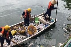 Nguyên nhân nào khiến cá chết liên tục ở hồ Tây?
