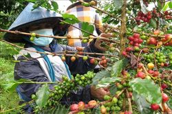 Tác động của biến đối khí hậu với người trồng cà phê Việt Nam qua cái nhìn của báo Đức