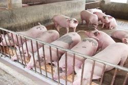 Giá lợn hơi giảm sâu đến 5.000 đồng/kg