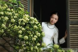 Hoa sữa trời thu...